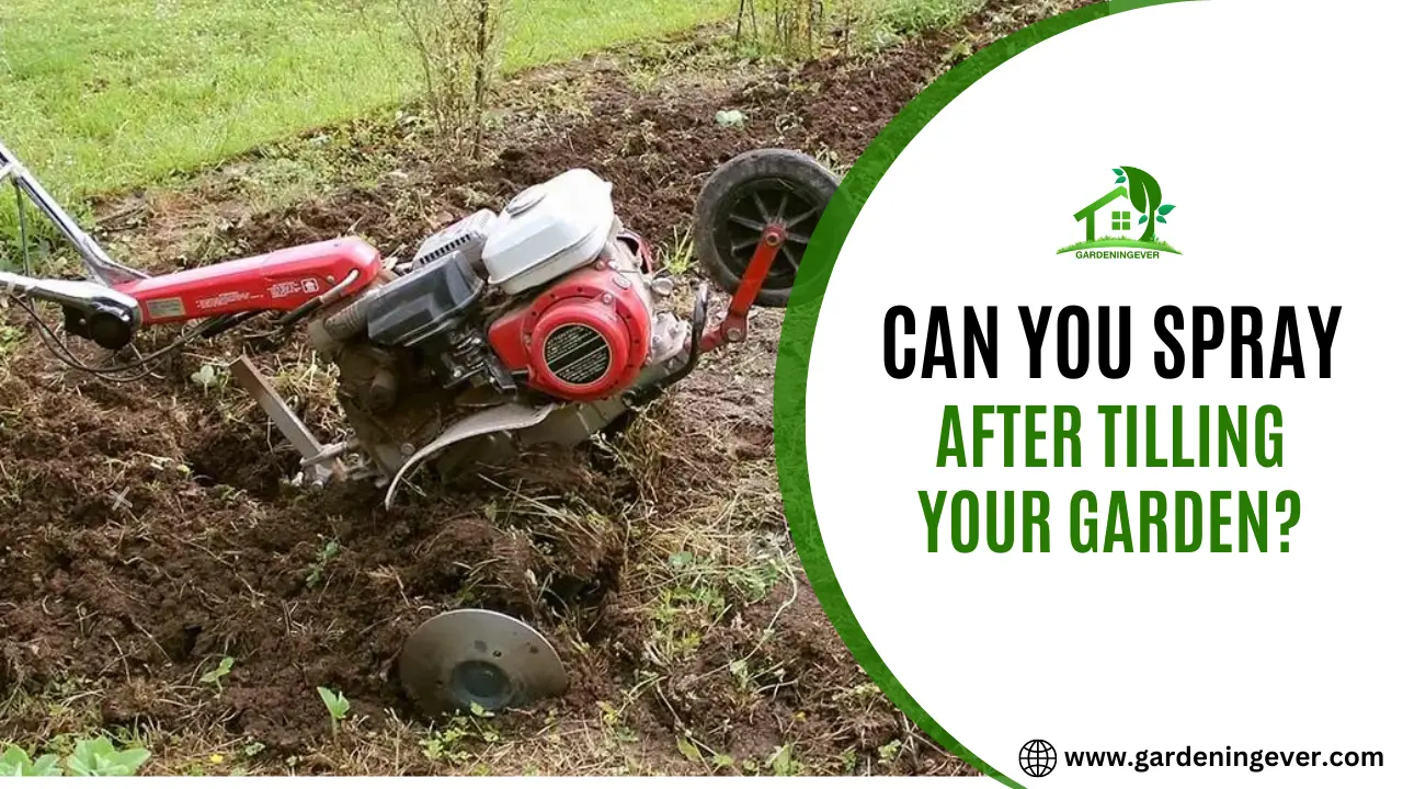Can You Spray After Tilling Your Garden