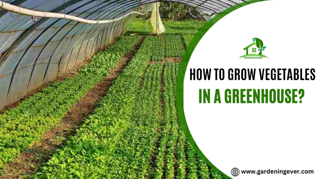 How To Grow Vegetables In A Greenhouse?