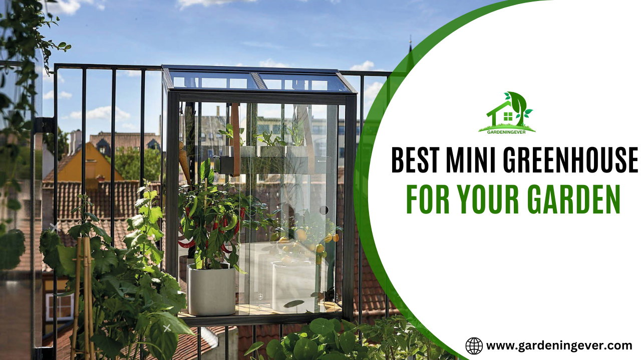 Best Mini Greenhouse