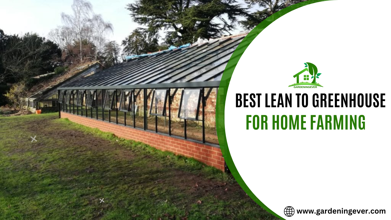 Best Lean to Greenhouse For Home Farming