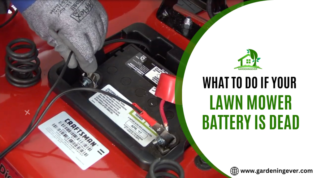 What To Do If Your Lawn Mower Battery Is Dead?